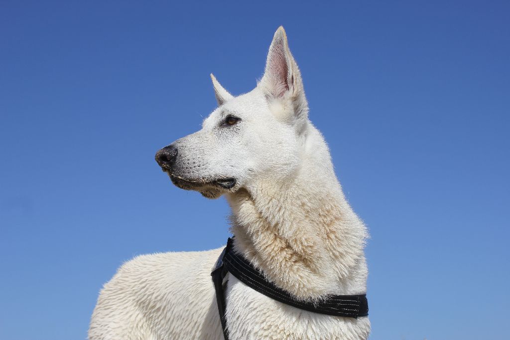Eiko