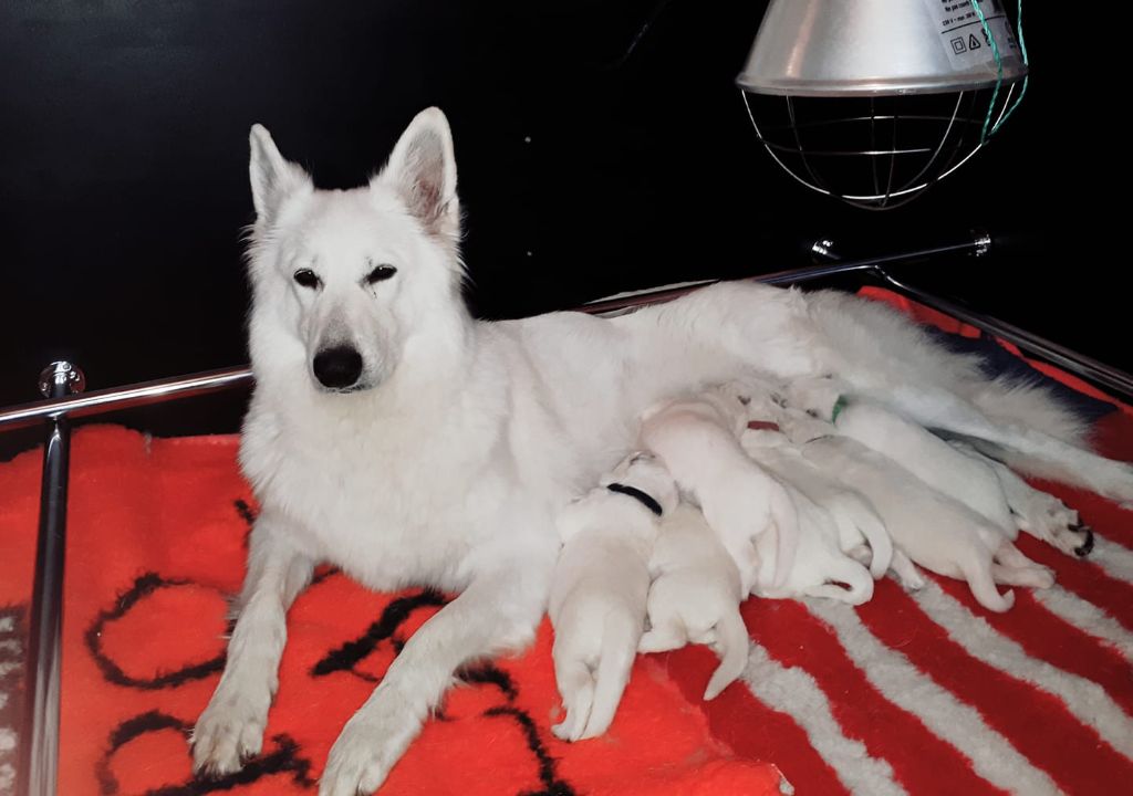 Du Manoir Polaire - Berger Blanc Suisse - Portée née le 24/10/2018